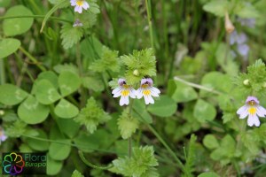 euphrasia officinalis (1200 x 800)